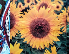 Load image into Gallery viewer, Drugs : A Prescription For Mis-America (CD)