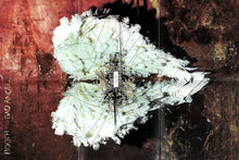 Load image into Gallery viewer, Booth And The Bad Angel : Booth And The Bad Angel (CD, Album)